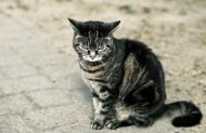Grimmige Katze die etwas beobachtet â€“ kostenloses Bild