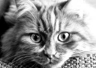 Katzenbild - schwarz-weiÃŸ Foto zum Herunterladen