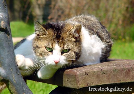 Katze auf einer Parkbank - Katzenbild