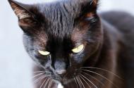 Katze unheimlich - kostenlose Bilder | freestockgallery