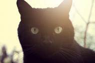 Schwarzer Katzenkopf - kostenloses Foto zum Download