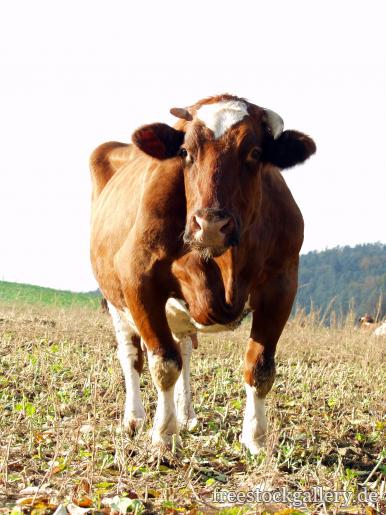braune Kuh mit HÃ¶rnern - lizenzfreies kostenloses Bild