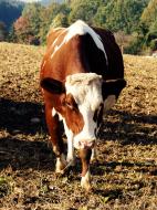 Kuh auf dem Feld - gratis Foto