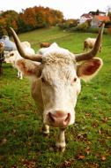 Kuh mit HÃ¶rnern auf der Weide - gratis Bild | freestockgallery