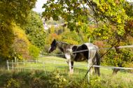 Pferd auf der Weide in der Natur - kostenloses Pferdebild