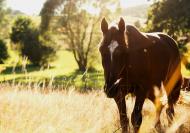 Pferd auf der Weide - kostenloses Bild | freestockgallery