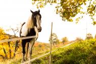 Pferd im Herbst auf der Koppel - gratis Foto zum Herunterladen