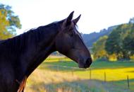 Pferd in der Natur - gratis Pferdefoto | freestockgallery