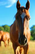 Pferd von vorne â€“ kostenloses Bild | freestockgallery
