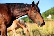 Pferde auf der Weide - freies Bild zum Download | freestockgallery
