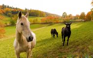 Pferde auf der Weide - kostenloses Bild | freestockgallery