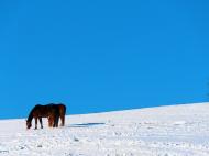 Pferde im Schnee - kostenloses Foto im Winter