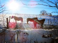 Pferde im Winter auf der Koppel - kostenloses Foto Download