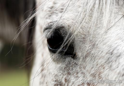 Auge von einem Pferd - Nahaufnahme