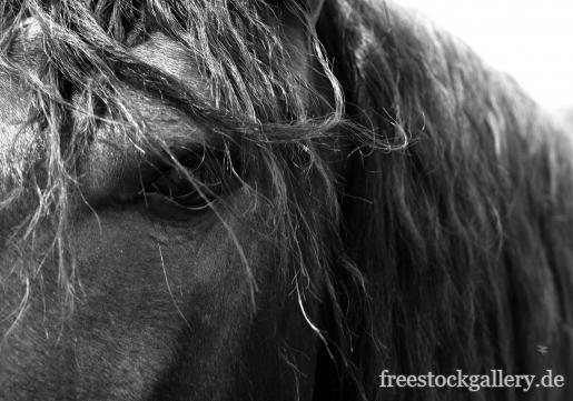Pferdekopf, MÃ¤hne und Augen - schwarz-weiÃŸ Pferdebild zum Download