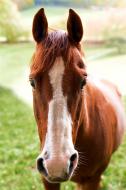 Rotbraunes Pferd - kostenloses Bild Download | freestockgallery