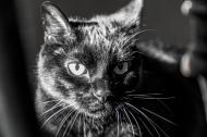 Schwarze Katze - kostenloses Bild Download