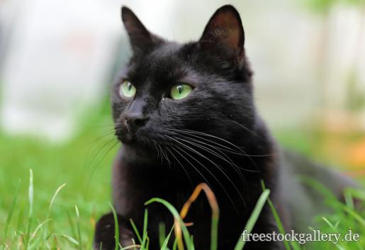 schwarze Katze liegt im Gras
