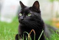 Schwarze Katze liegt im Gras - kostenloses Bild