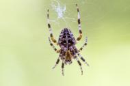 Spinne - kostenlose lizenzfreie Bilder | freestockgallery