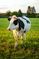 WeiÃŸe Kuh mit schwarzen Flecken - kostenloses Bild Download