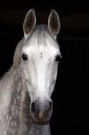 WeiÃŸes Pferd - kostenlose Bilder von einem Pferdekopf
