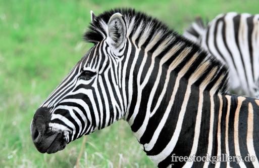 Zebra Nahaufnahme