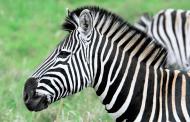 Zebra - kostenloses lizenzfreies Bild 