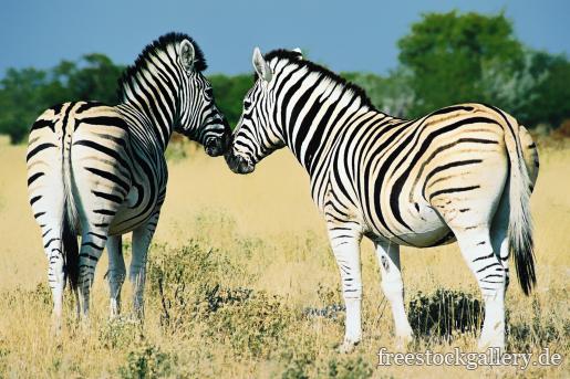 Zwei Zebras in der Savanne - Afrika