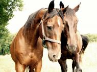 Zwei Pferde - gratis Bild mit UnschÃ¤rfe 