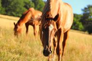 Zwei Pferde auf der Weide - gratis Foto | freestockgallery