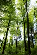 Bäume im Wald - kostenlose Bilder und Fotos Download