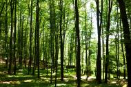 Bäume im Wald - kostenloses Foto