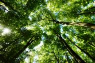 Baumkronen Bäume - kostenloses Foto & Bild