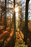 Herbststimmung im Wald Sonnenuntergang - gratis Bild Download