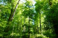 Laubwald Wald grün - kostenloses Bild Download