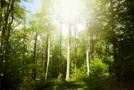 Sonnenlicht im Wald - Bild kostenlos Downloaden - lizenzfrei