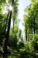Sonnenlicht im Wald - kostenloses Foto