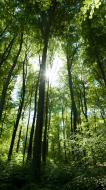 Sonnenlicht bricht durch den Wald - kostenloses Bild