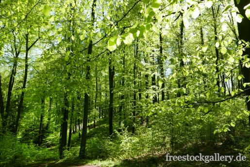 Wald mit grünen Blättern