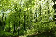 Wald mit grünen Blättern