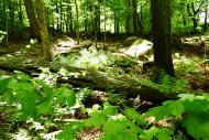 Waldboden Wald Pflanzen - kostenloses Foto 