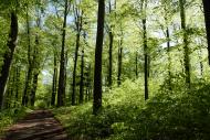Waldweg - kostenloses Waldbild zum Download