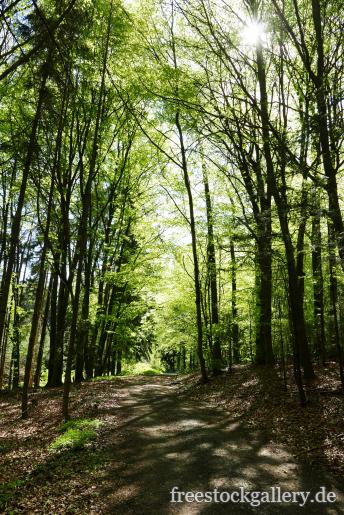 Weg im Wald - kostenloses Waldbild