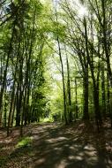 Weg im Wald - gratis Waldbild zum Herunterladen